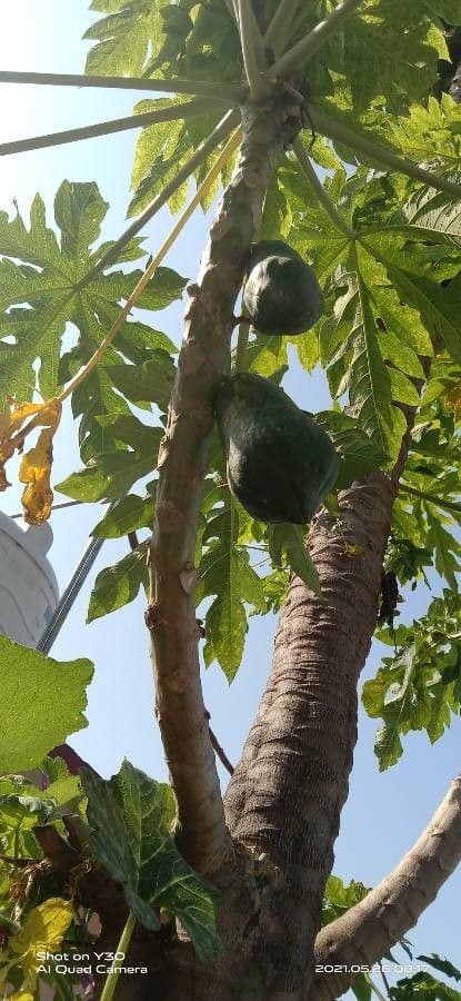 Papaya 3
