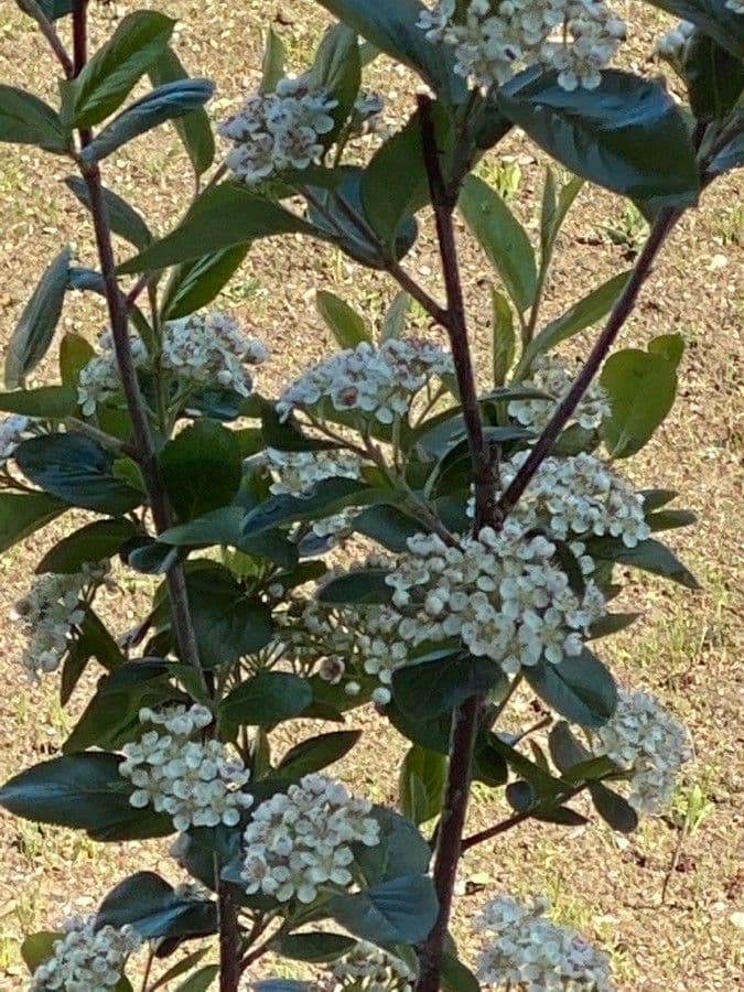 Aronia nera 10