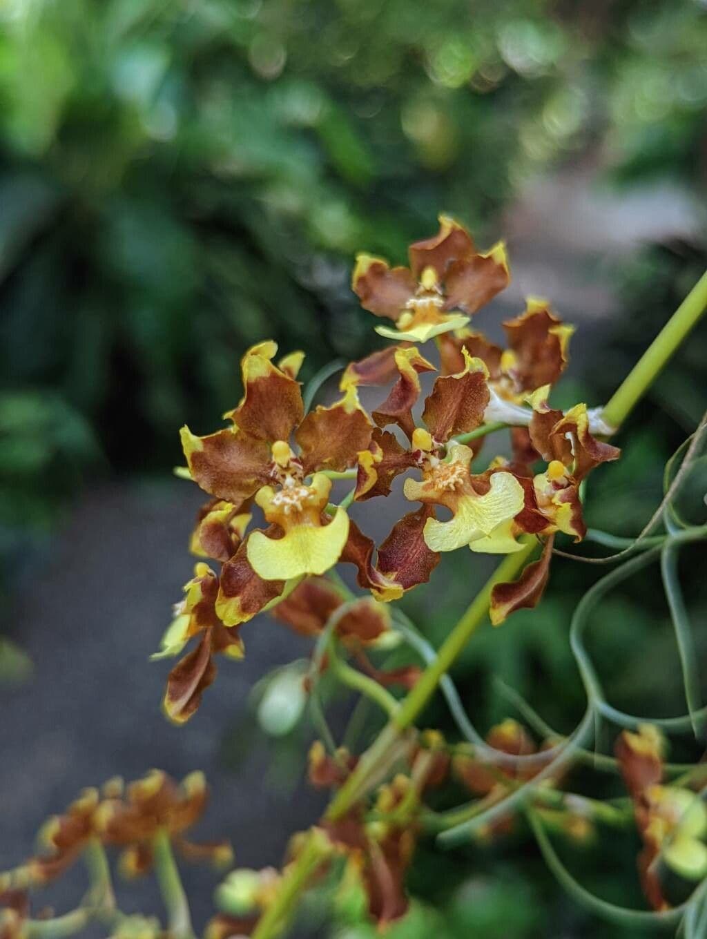 Oncidium 2