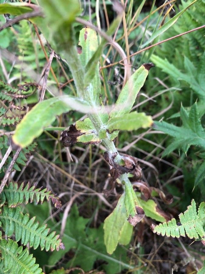Gnaphalium californiano 13