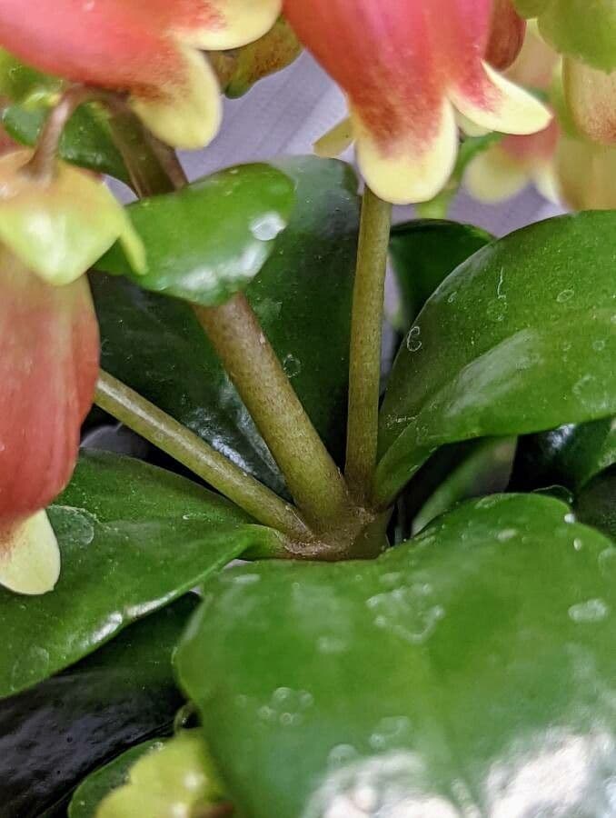 Kalanchoe 16