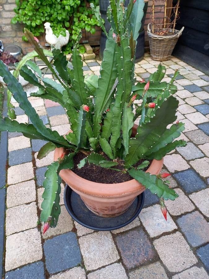 Disocactus 20