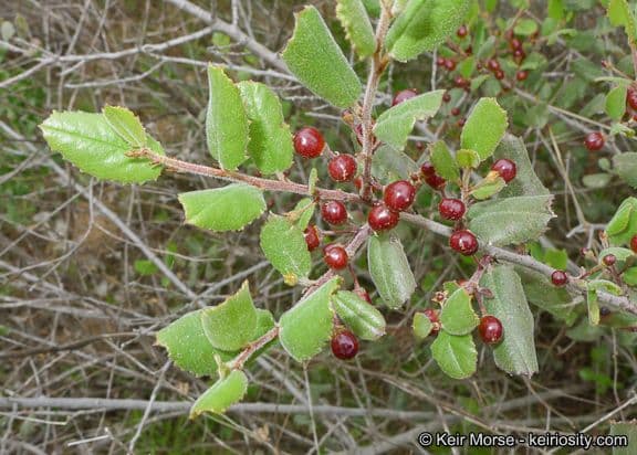 Spiny redberry 9