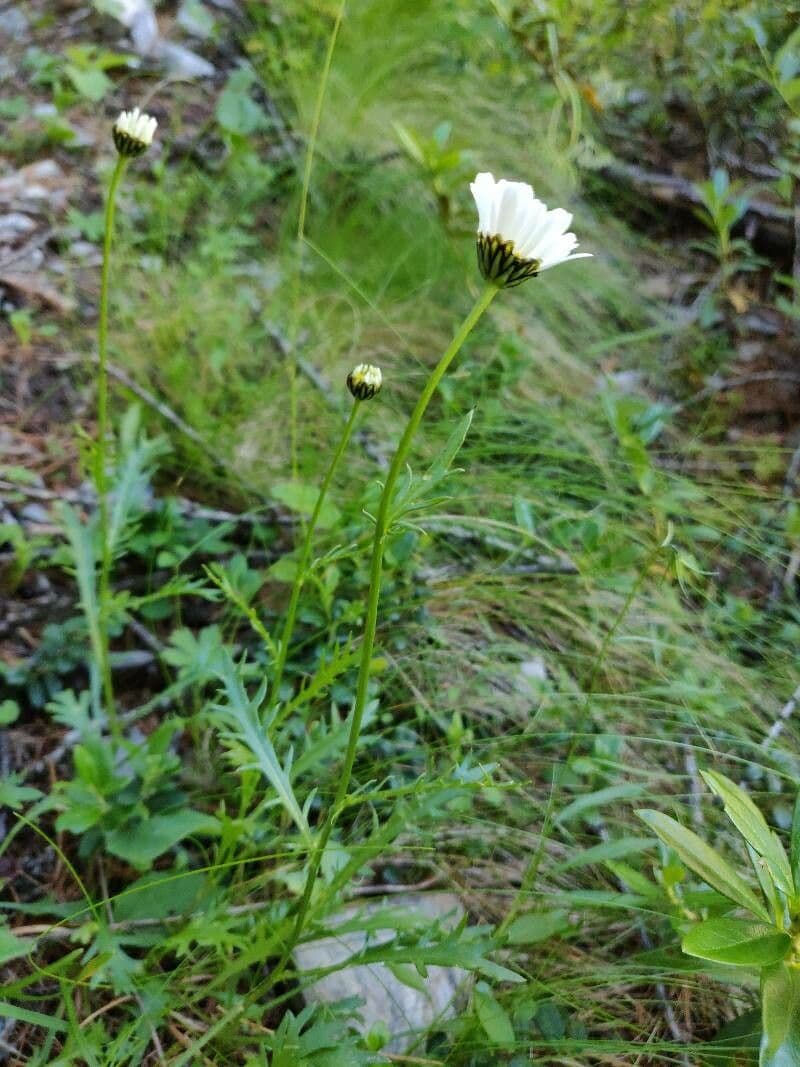 Margherita coronata 4