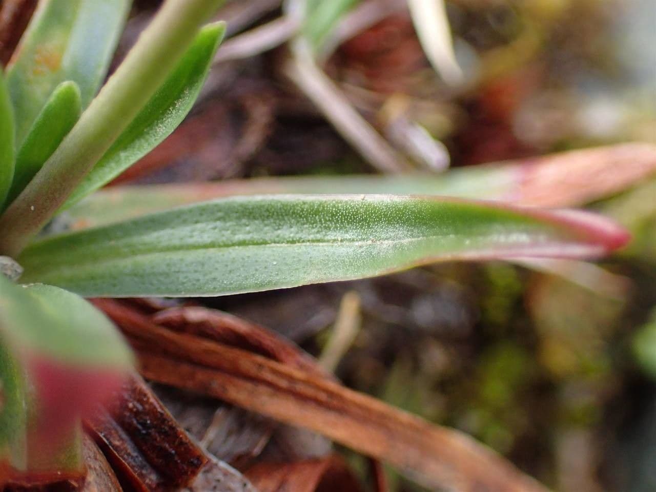 Armeria alpina 16
