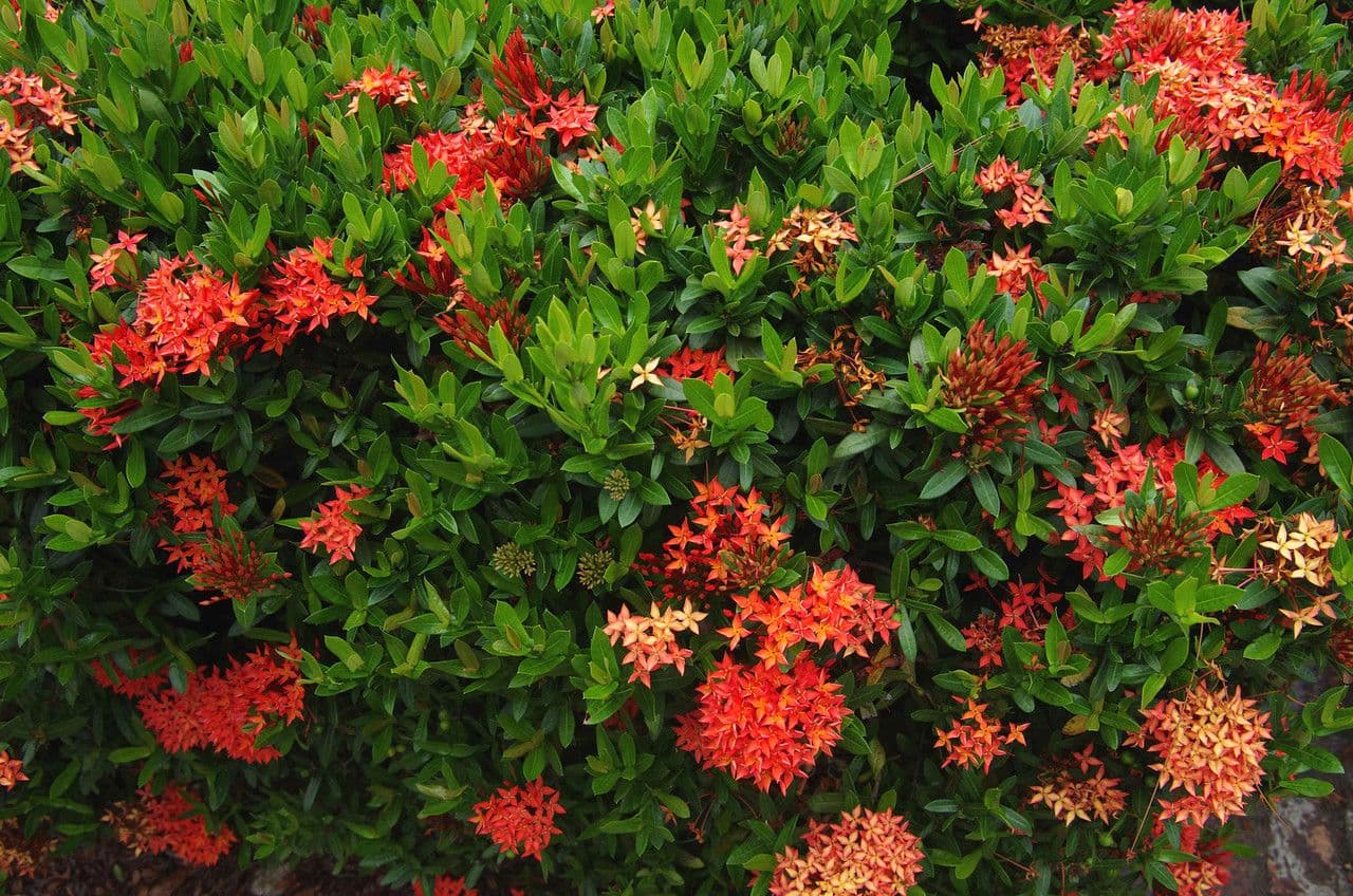Ixora 12