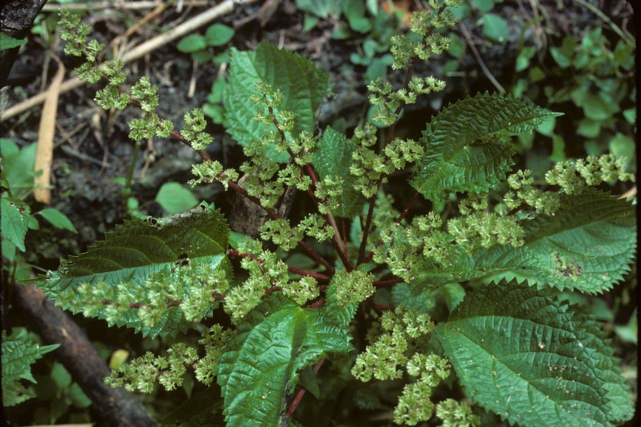 Laportea aestuans 9