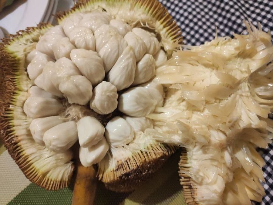 Artocarpus 2