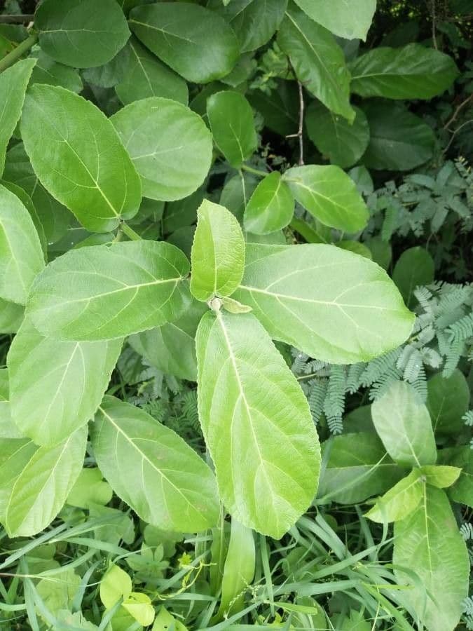 Bischofia javanica 13