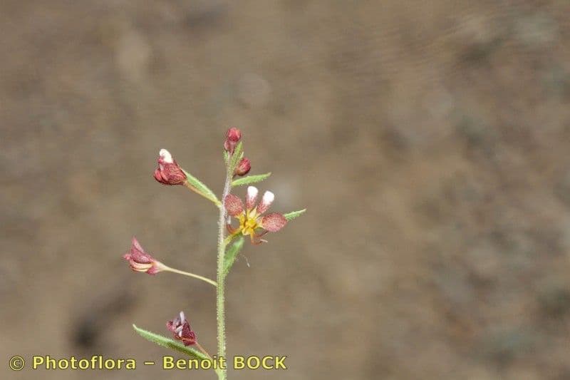 Cleome violacea 19