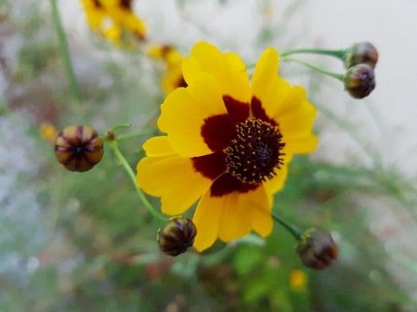 Färber-Mädchenauge 6