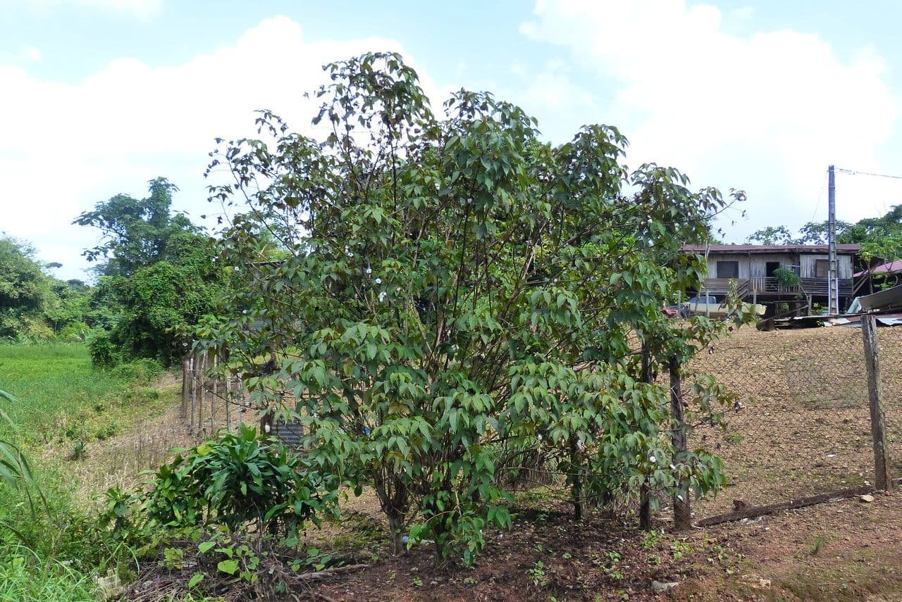 Baumwollbaum 12