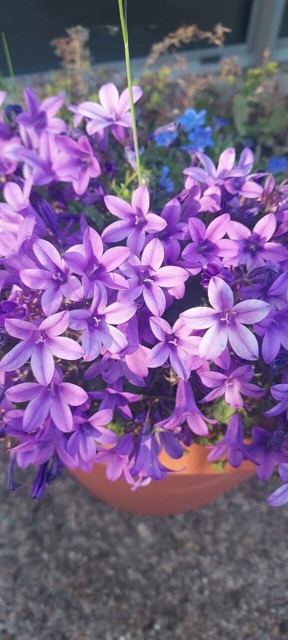 Campanilla adriática 5