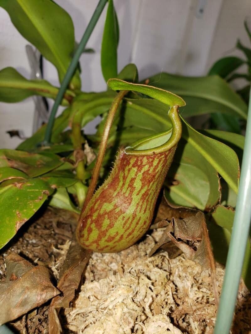 Pianta brocca mirabile 3