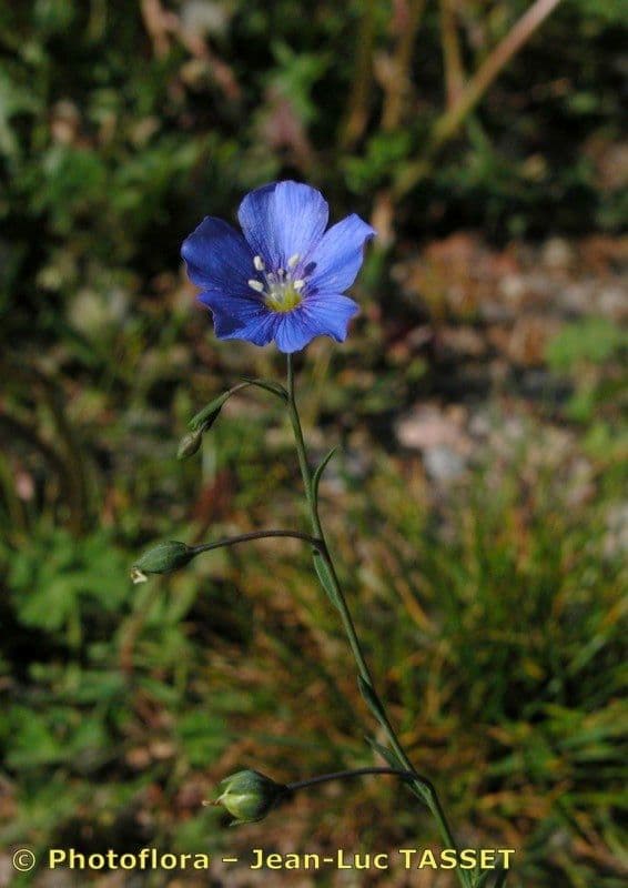 Linum leonii 19