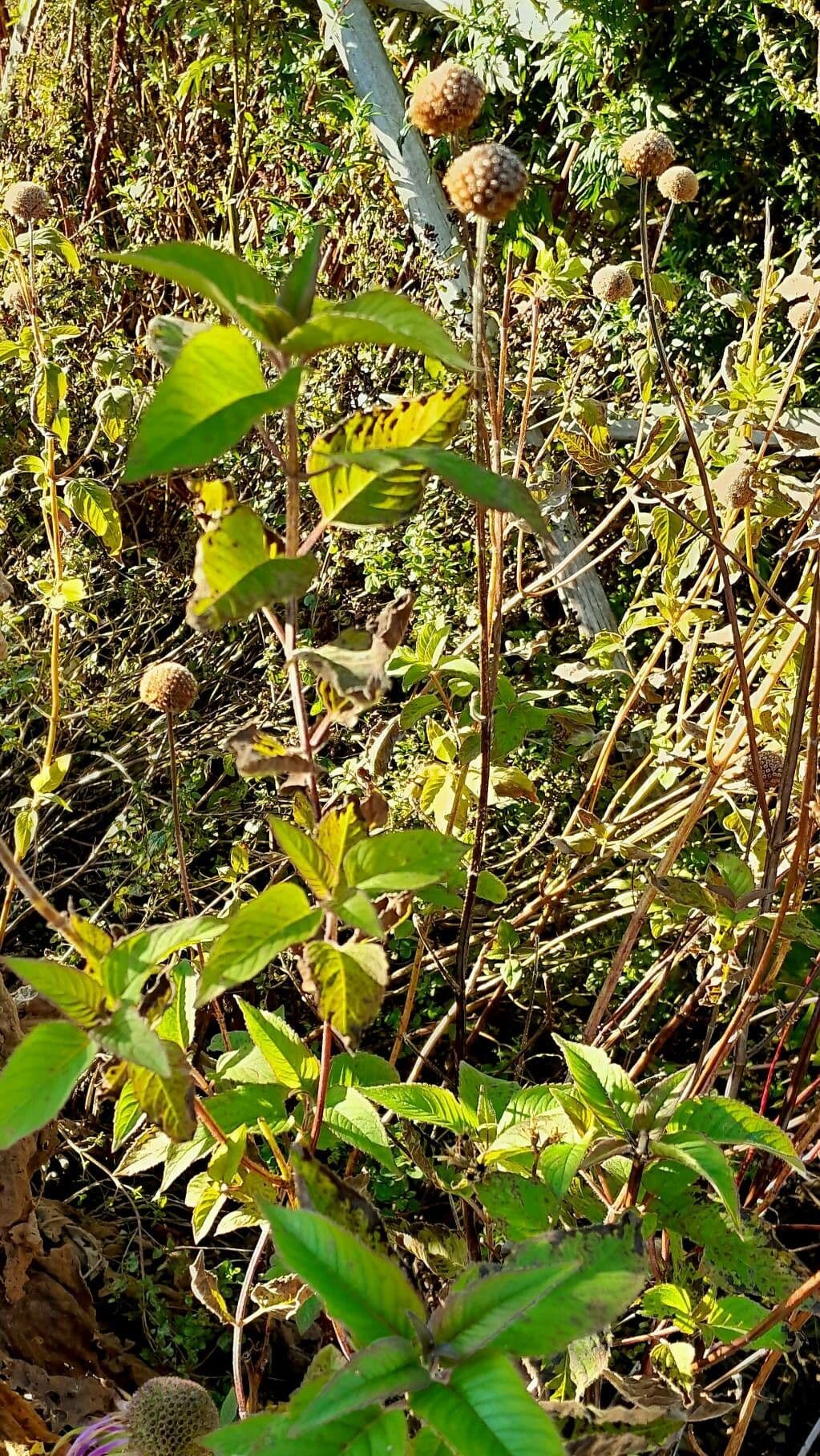 Monarda 5