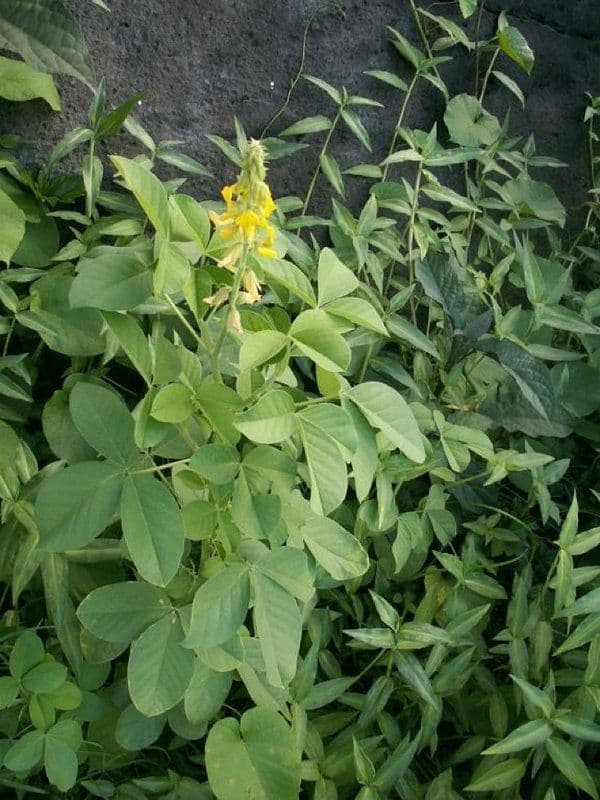Crotalaria incana 13