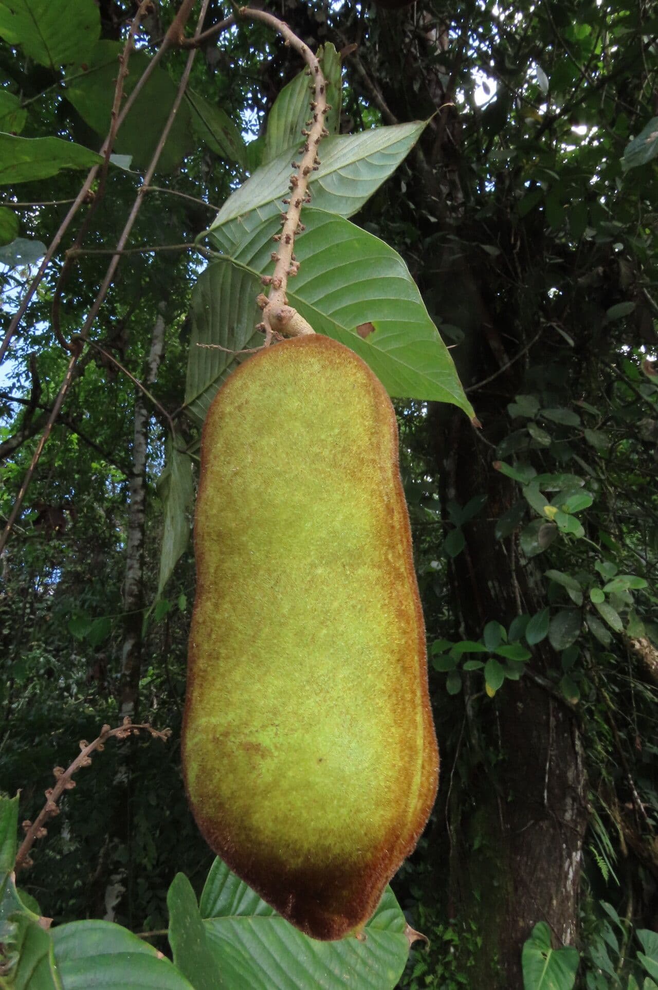 Macropsychanthus