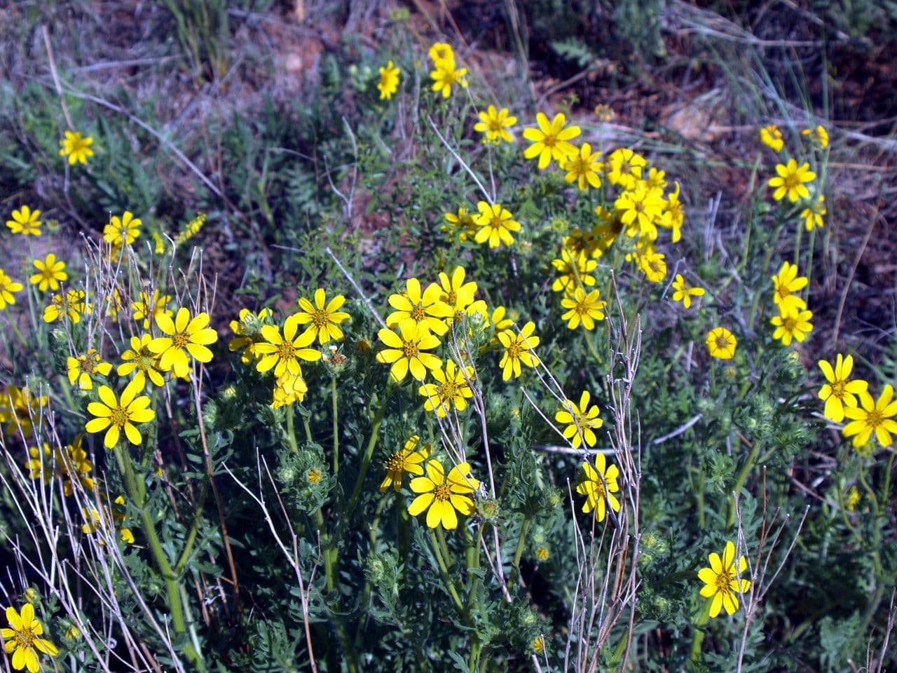 Coreopsis palmata 9