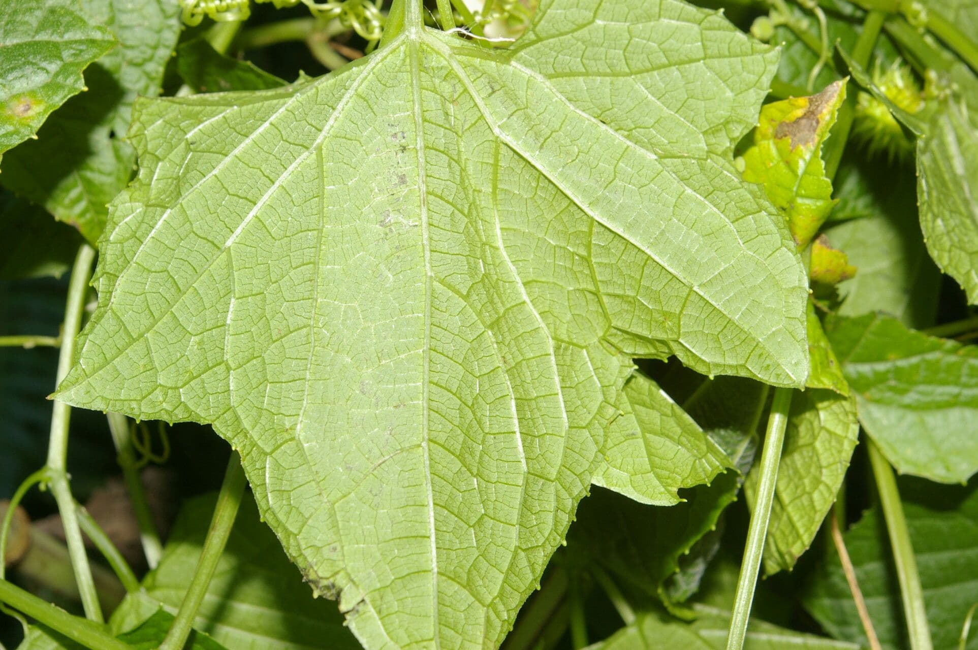Echinopepon 9