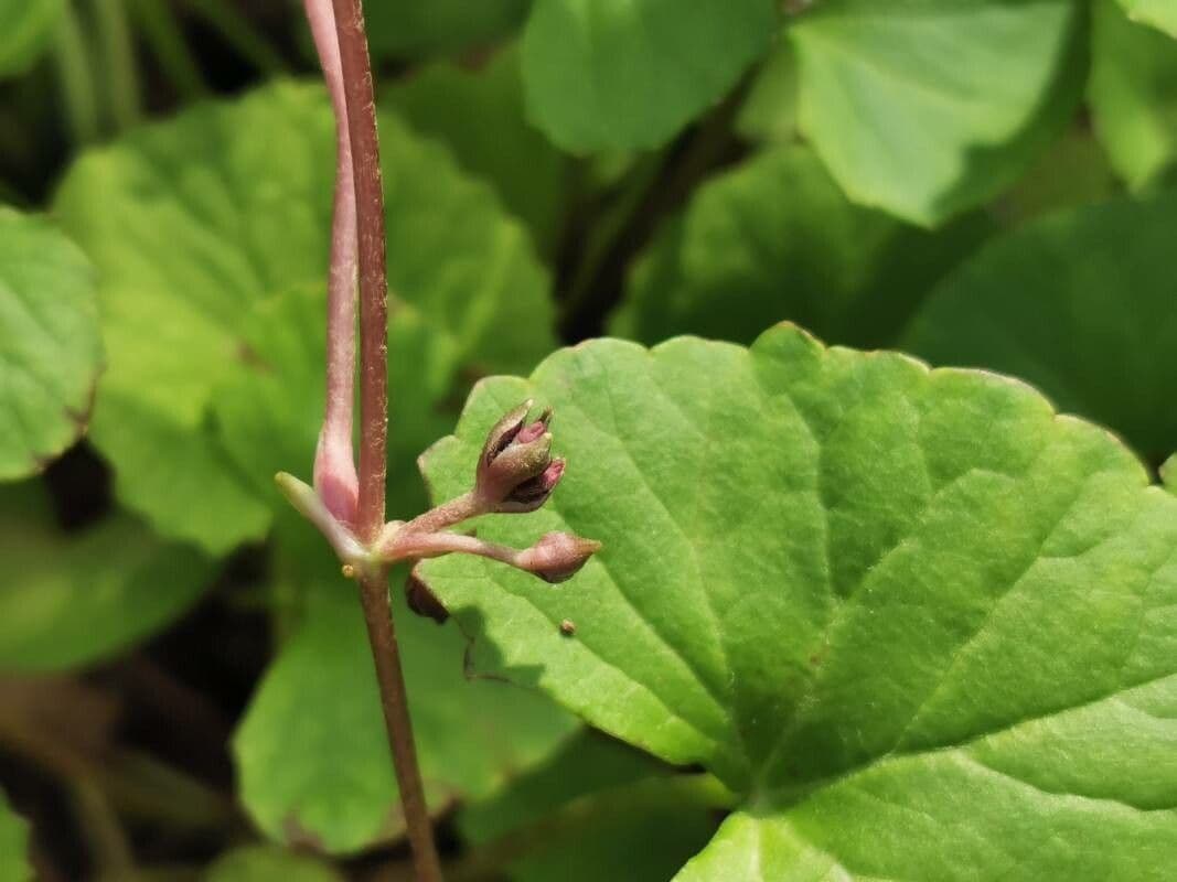 Centella asiatica 24