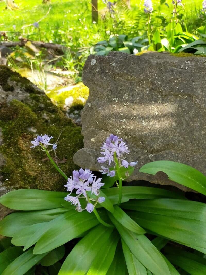 Scilla lilio-hyacinthus 10