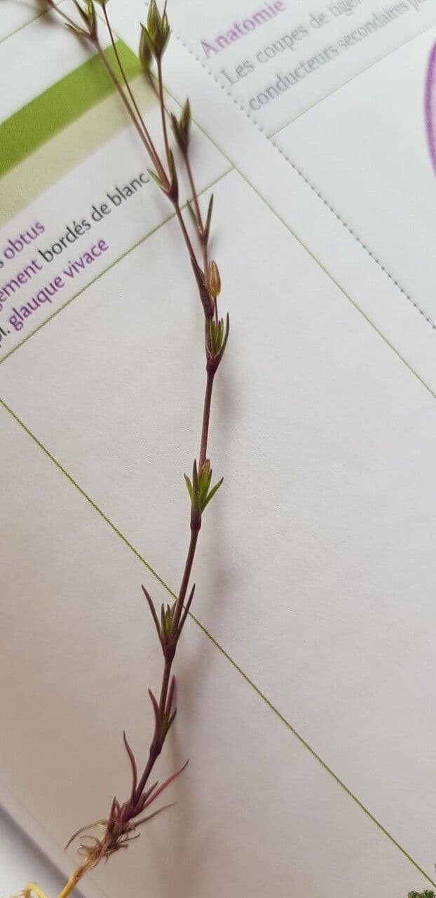 Minuartia ibrida 12