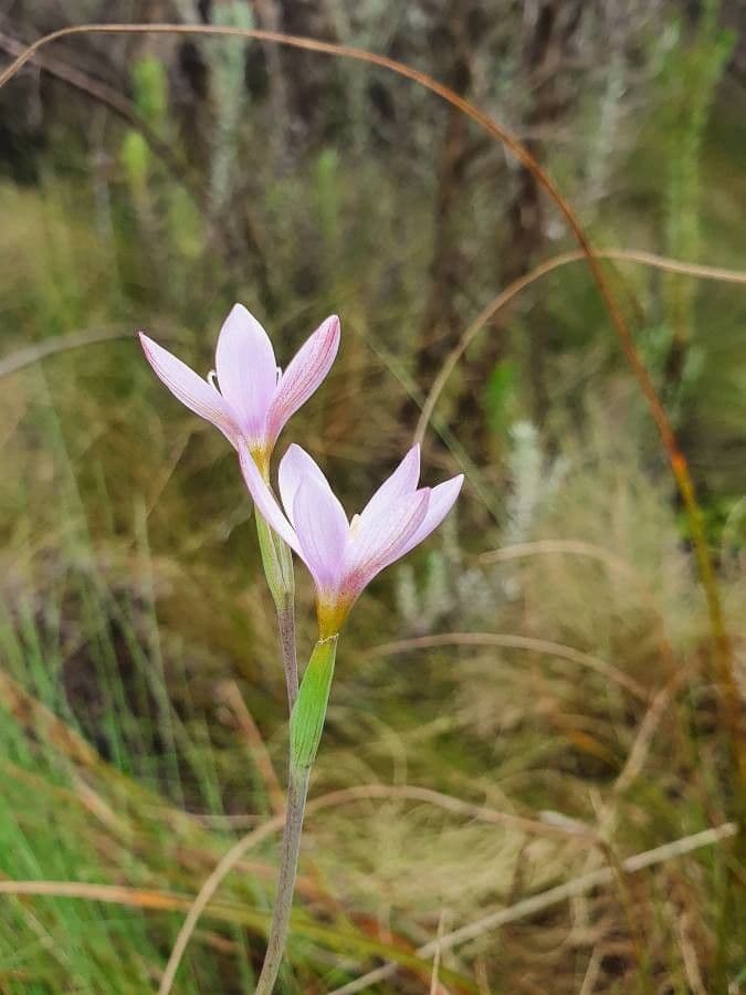 Hesperantha 2