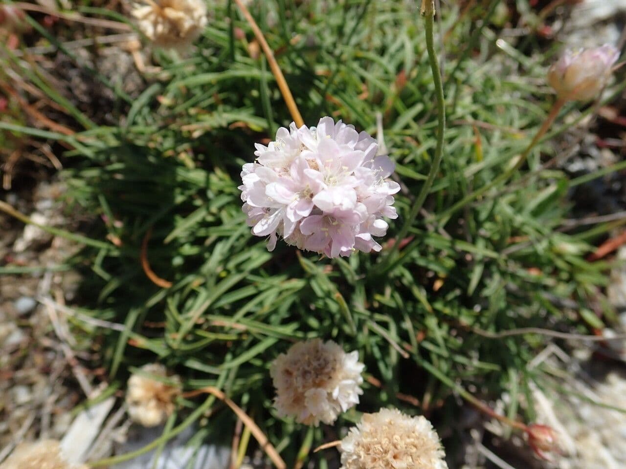 Armeria ruscinonensis 5