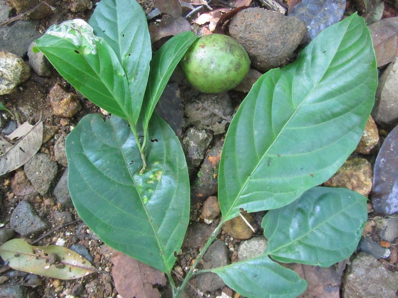 Capulin costarricense 13