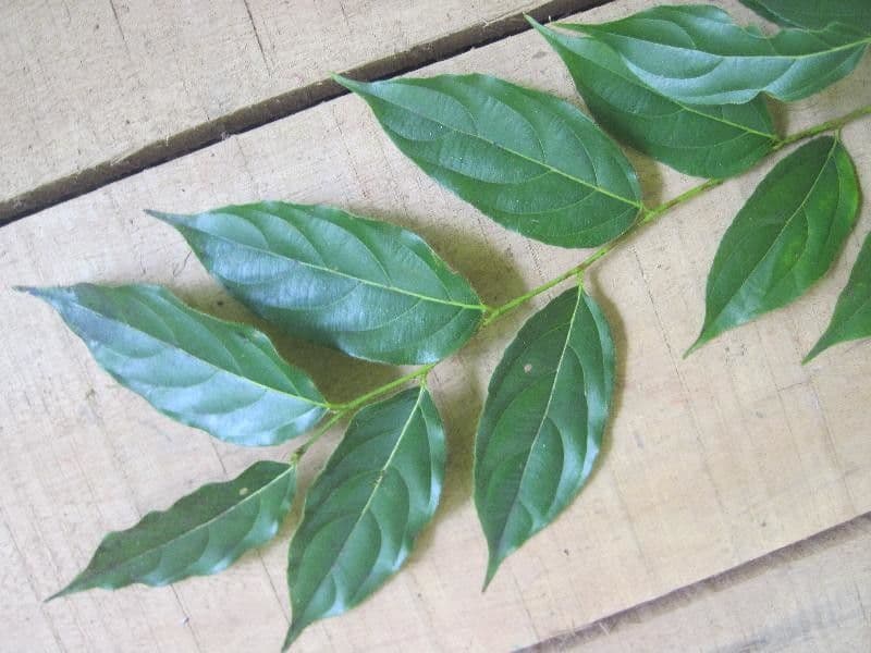 Goupia glabra 5