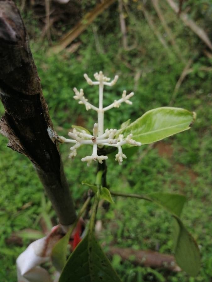 Chassalia 10