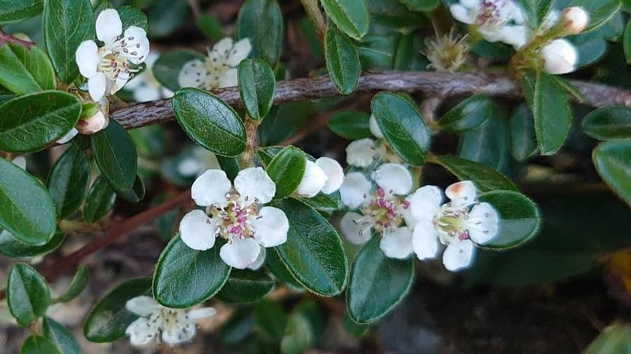 Cotoneaster di Dammer 9