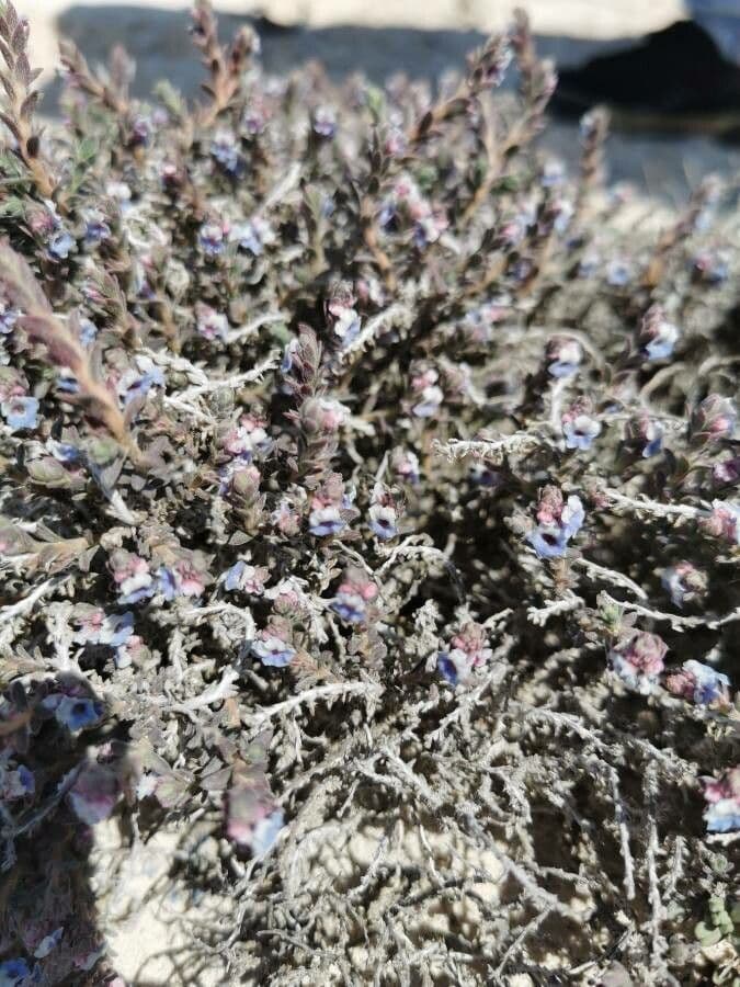 Echiochilon 2