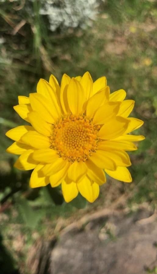 Grindelia orientalis