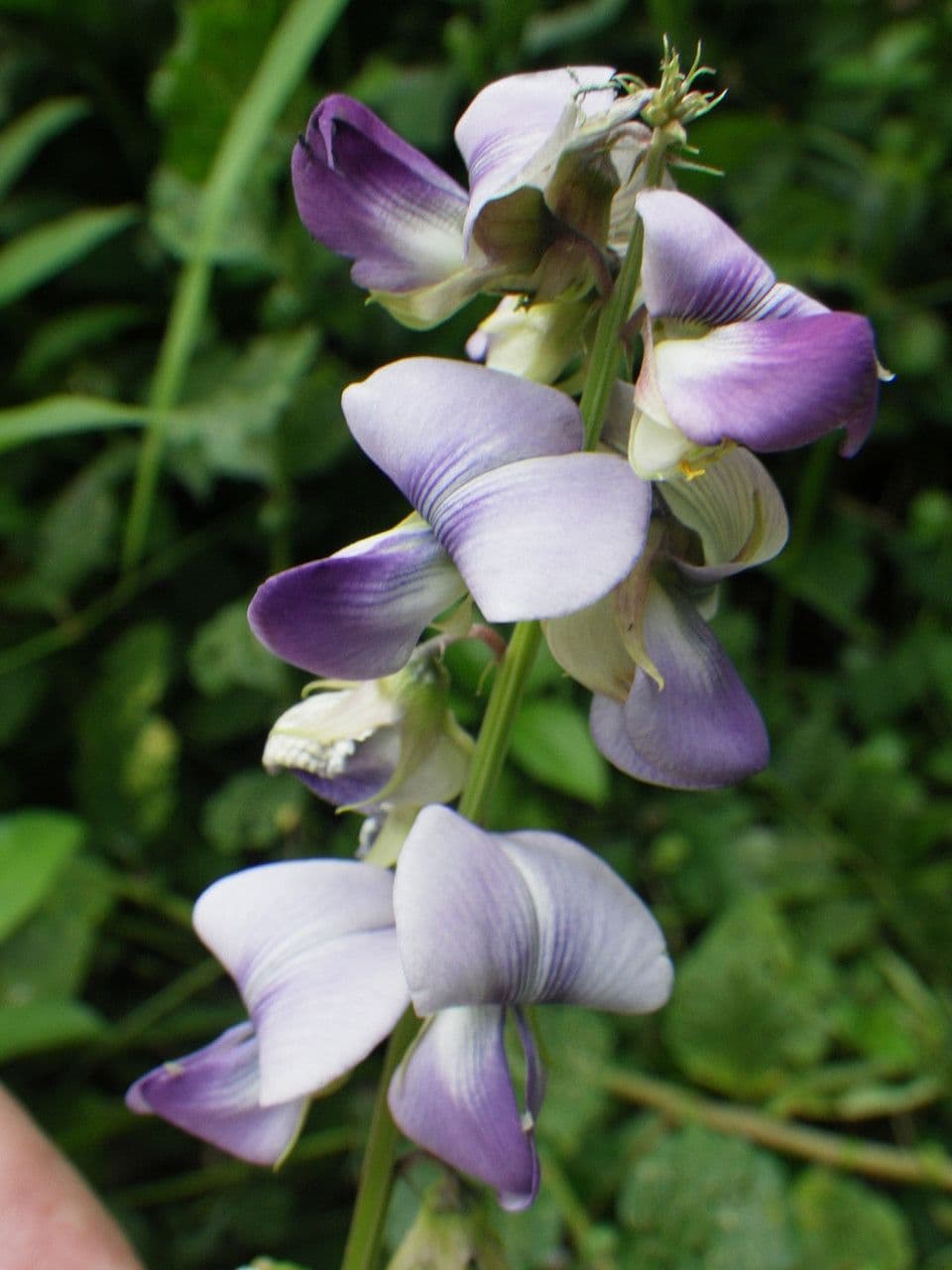 Crotalaria verrucosa 8