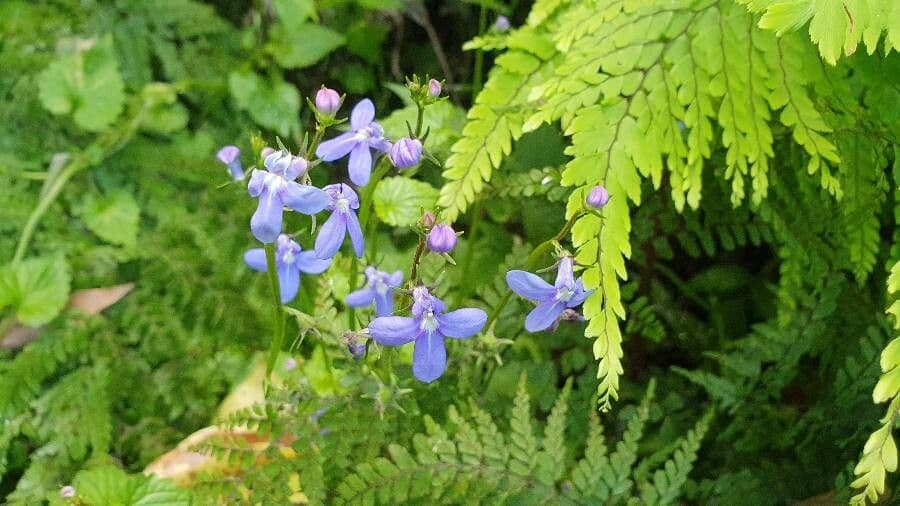 Lobelia a fusto trigonale
