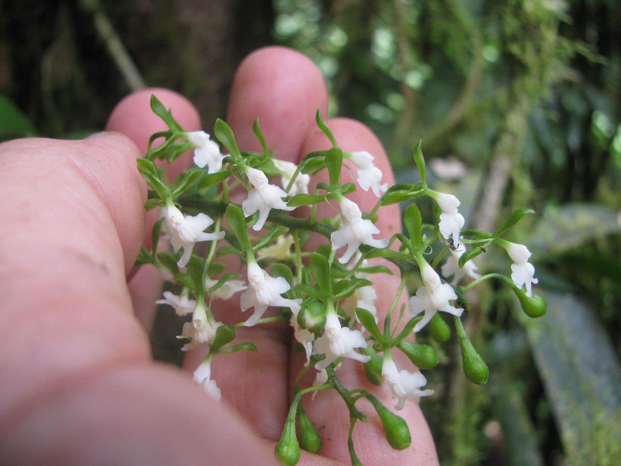 Epidendrum 5