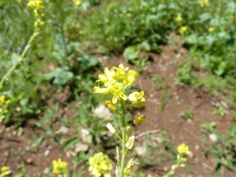 Myagrum perfoliatum 6
