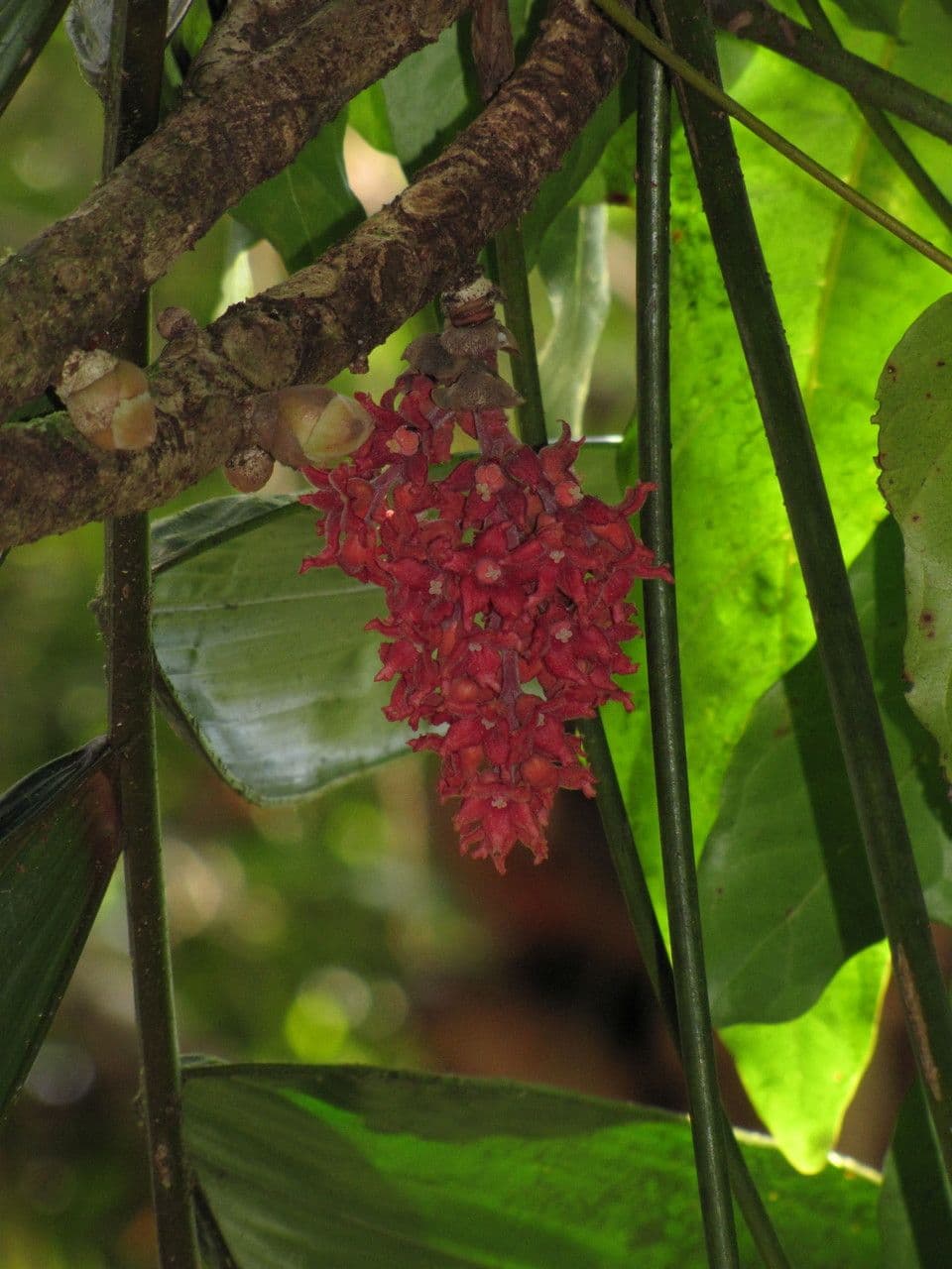 Acropogon