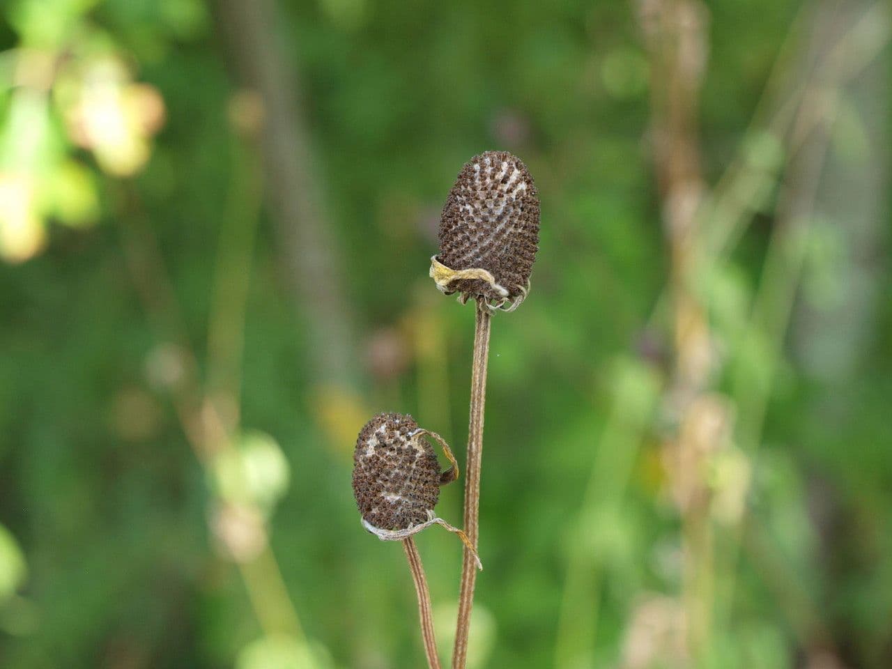 Ratibida pinnata