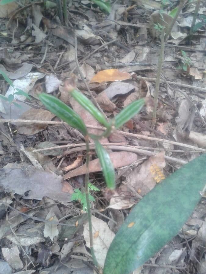 Orchidea monaca 2