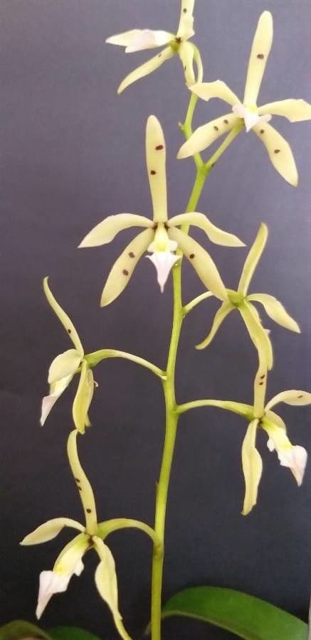 Orchidea