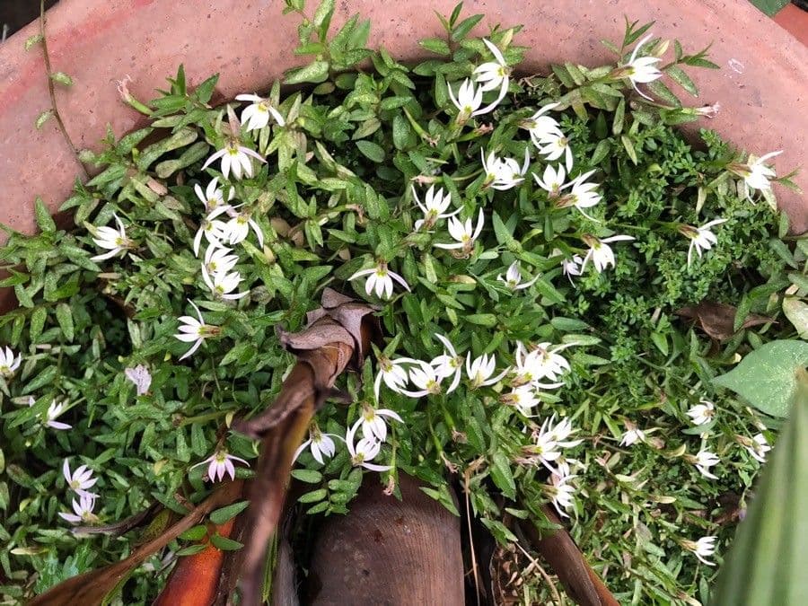 Lobelia cinese 6