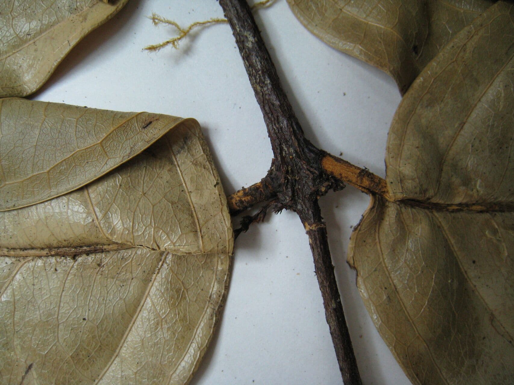 Hylenaea 2