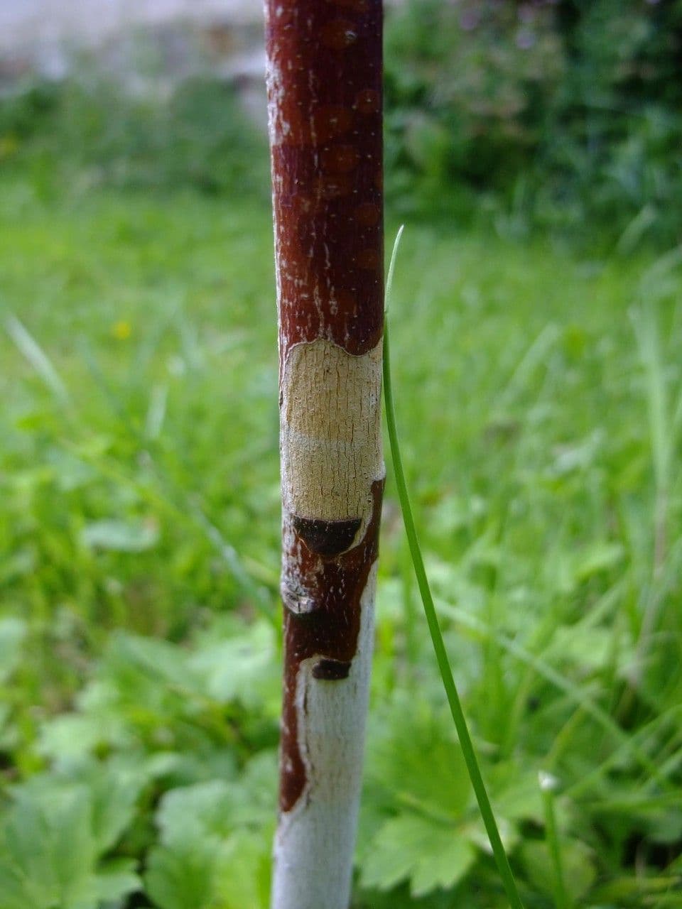 Schnee-Eukalyptus 21