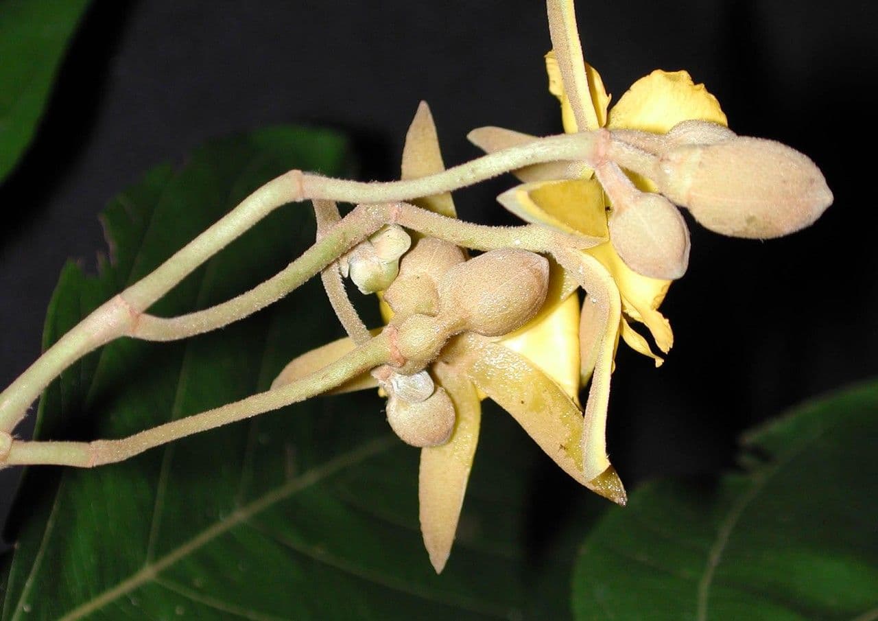 Apeiba 7