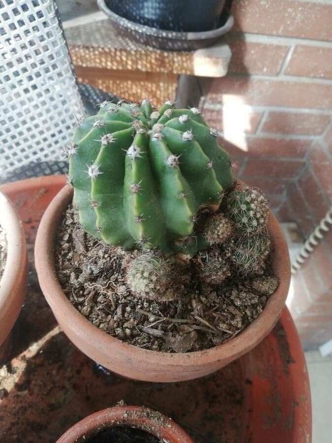 Echinopsis 19