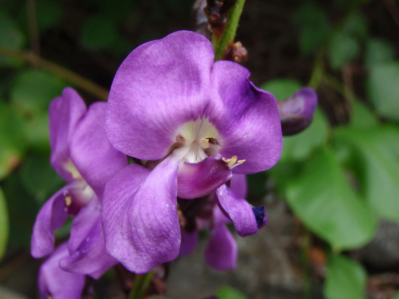Leptospron adenanthum 4