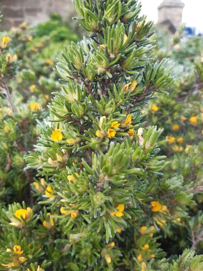 Pultenaea daphnoides